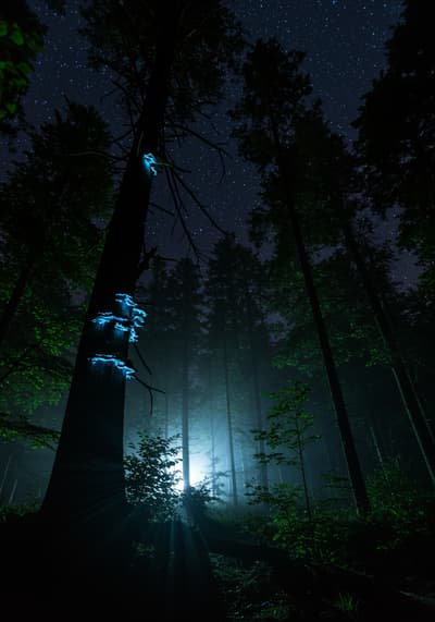 dark aesthetic wallpapers