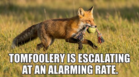 Playful Red Fox With Tennis Ball Meme Photorealistic meme, a wild red fox mid-stride, carrying a rope dog toy with a small tennis ball in its mouth. The fox is running across a sunlit grassy field. Bright, natural lighting, casting subtle shadows. Vibrant green and golden-yellow hues for the grass, rich reddish-orange and black for the fox's fur. Playful and energetic mood. The text "tomfoolery is escalating at an alarming rate" in bold white Impact font with a black outline overlays the image at the bottom. Shallow depth of field, focused on the fox.