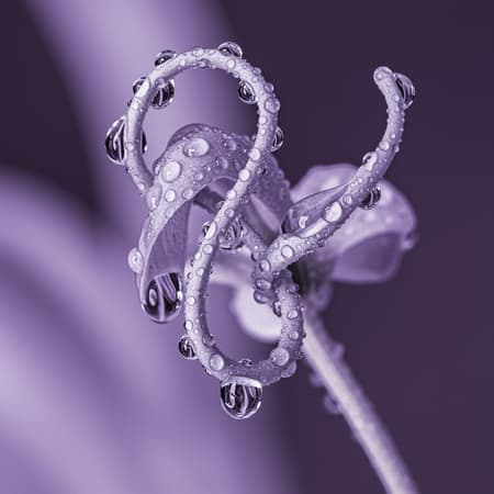 Surrealist depiction of glistening water droplets adorning a flower's stem, echoing the melting forms and dreamlike essence of Picasso's style, featuring intertwining elements and a delicate interplay of light silver and soft purple hues, with intricately layered textures creating a sense of depth and fluidity.