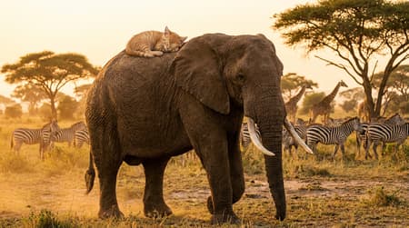 a high quality digital image of an intricately detailed african elephant walking towards the viewer in the savannah, a sleepy kitten relaxes on the elephant's back