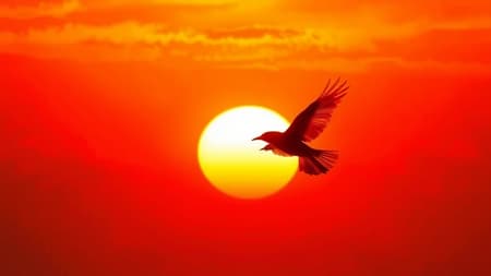 A fiery bird taking flight through a blazing sunset sky.