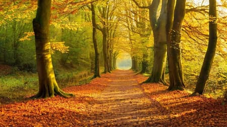 photograph, a path in the woods with leaves and the sun shining , by Julian Allen, dramatic autumn landscape, ears, park, take off, peace, rich cold moody colours, hi resolution, oaks
photograph, a path in the woods with leaves and the sun shining , by Julian Allen, dramatic autumn landscape, ears, park, take off, peace, rich cold moody colours, hi resolution, oaks